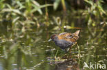 Kleinst Waterhoen (Porzana pusilla) 