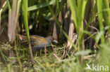 Baillon’s Crake (Porzana pusilla)