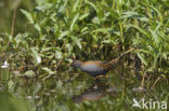Baillon’s Crake (Porzana pusilla)
