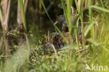 Baillon’s Crake (Porzana pusilla)