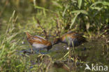 Kleinst Waterhoen (Porzana pusilla) 