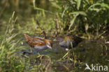 Kleinst Waterhoen (Porzana pusilla) 