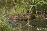 Kleinst Waterhoen (Porzana pusilla) 