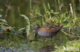 Kleinst Waterhoen (Porzana pusilla) 