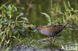 Kleinst Waterhoen (Porzana pusilla) 