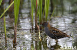 Kleinst Waterhoen (Porzana pusilla) 