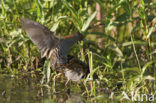 Kleinst Waterhoen (Porzana pusilla) 