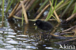 Kleinst Waterhoen (Porzana pusilla) 