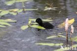 Kleinst Waterhoen (Porzana pusilla) 