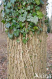 Common ivy (Hedera helix)