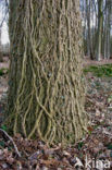 Common ivy (Hedera helix)