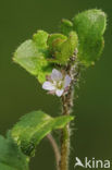 Klimopereprijs (Veronica hederifolia)