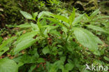 Klokbilzenkruid (Scopolia carniolica)