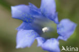 Klokjesgentiaan (Gentiana pneumonanthe) 