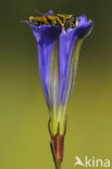 Klokjesgentiaan (Gentiana pneumonanthe) 