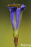 Marsh Gentian (Gentiana pneumonanthe)