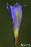 Klokjesgentiaan (Gentiana pneumonanthe) 