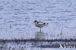 Pied Avocet (Recurvirostra avosetta)