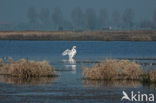 Knobbelzwaan (Cygnus olor)