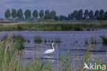 Mute Swan (Cygnus olor)