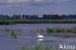 Knobbelzwaan (Cygnus olor)