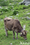 Cow (Bos domesticus)