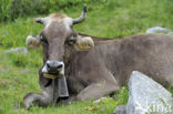 Cow (Bos domesticus)