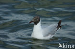 Black-headed Gull (Larus ridibundus)