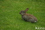 Rabbit (Oryctolagus cuniculus) 