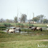 Konik horse  (Equus spp)