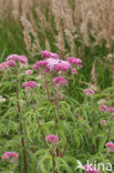 Koninginnekruid (Eupatorium cannabinum)