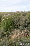 Hemp-agrimony (Eupatorium cannabinum)