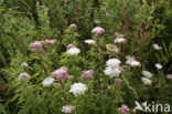 Hemp-agrimony (Eupatorium cannabinum)