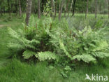 Koningsvaren (Osmunda regalis)