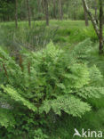 Koningsvaren (Osmunda regalis)