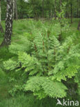 Koningsvaren (Osmunda regalis)