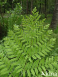 Koningsvaren (Osmunda regalis)