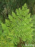 Koningsvaren (Osmunda regalis)