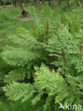 Koningsvaren (Osmunda regalis)