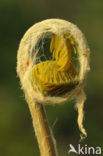 Koningsvaren (Osmunda regalis)