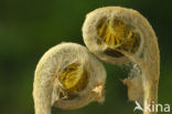 Royal Fern (Osmunda regalis)