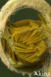 Royal Fern (Osmunda regalis)