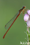 Koraaljuffer (Ceriagrion tenellum)