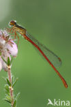 Koraaljuffer (Ceriagrion tenellum)