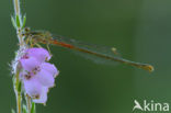 Koraaljuffer (Ceriagrion tenellum f. typica)