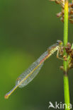 Koraaljuffer (Ceriagrion tenellum)