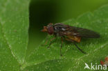 Rhingia borealis