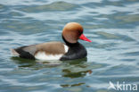 Red-crested Pochard (Netta rufina)