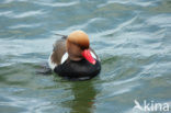 Red-crested Pochard (Netta rufina)