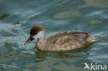 Red-crested Pochard (Netta rufina)